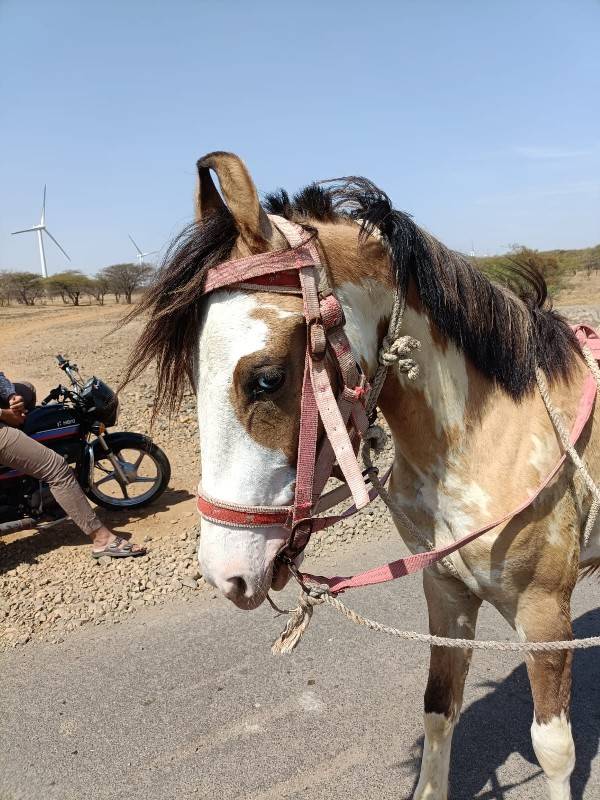 વછેરી ચાટપણકરવાનાછે