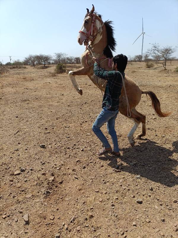 વછેરી ચાટપણકરવાનાછે