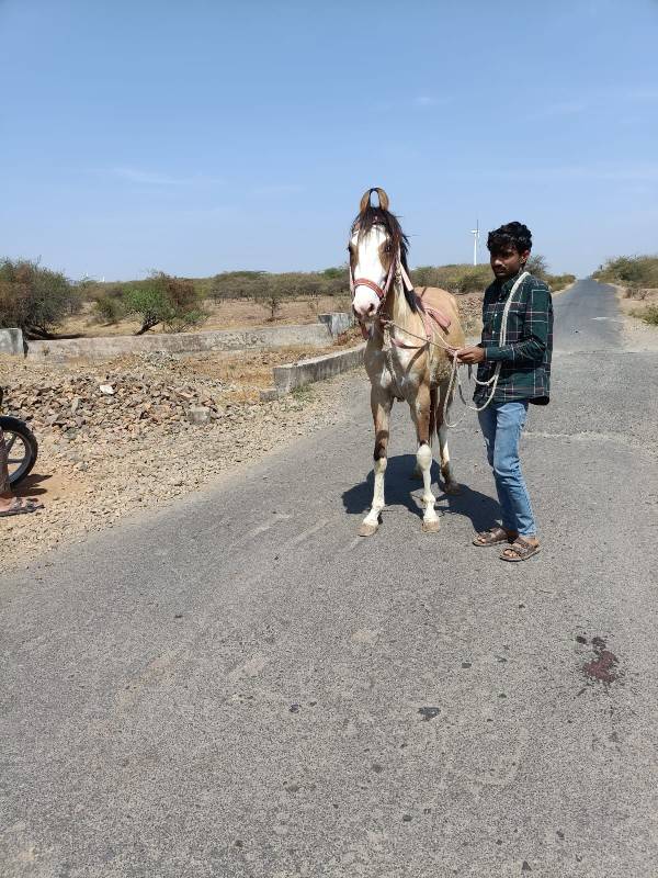 વછેરી ચાટપણકરવાનાછે