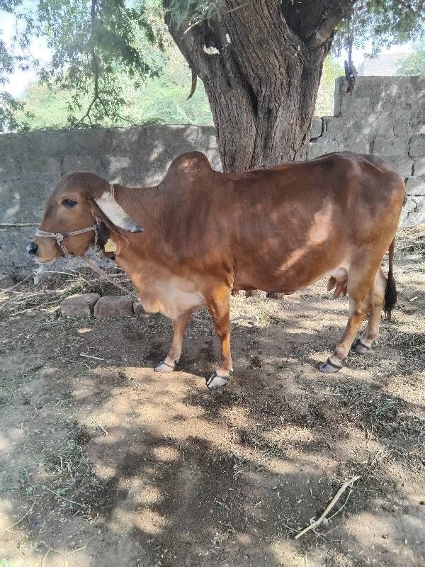 ગાય વેચવાની છે