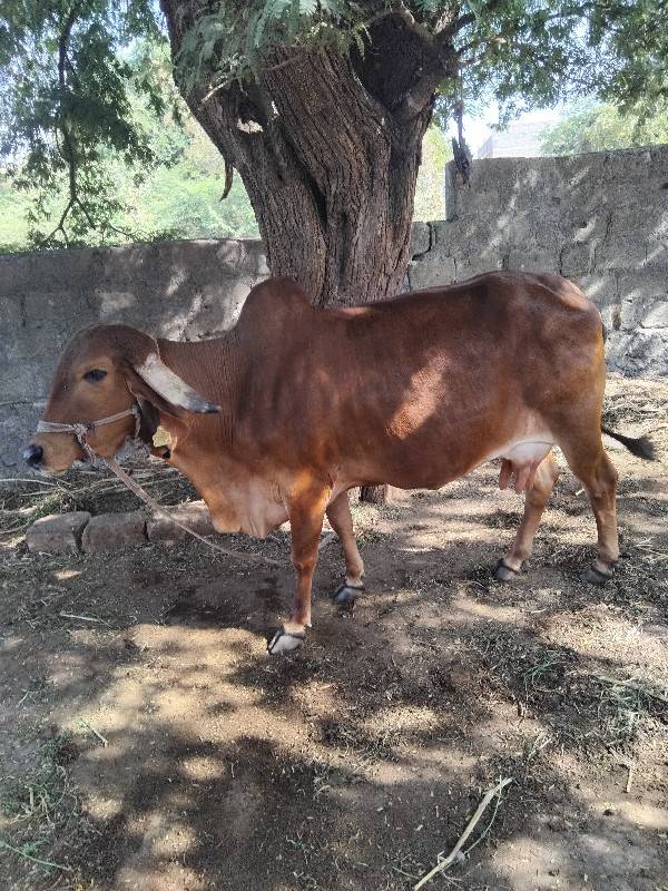 ગાય વેચવાની છે