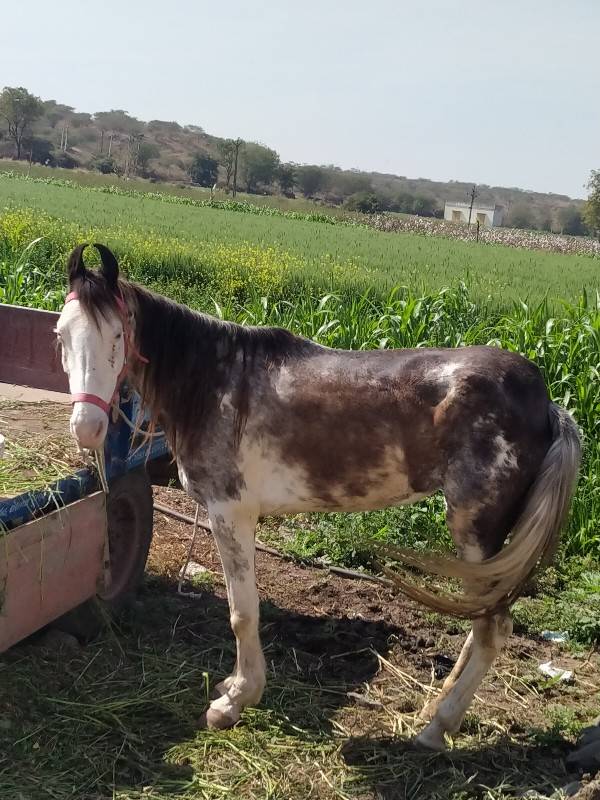 ઘોડી