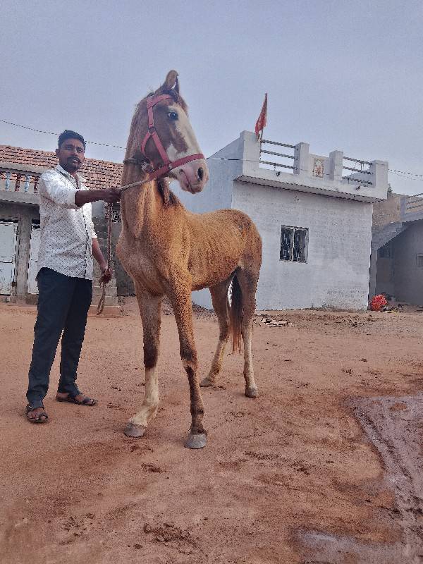વશેરી 15 મહિનાની