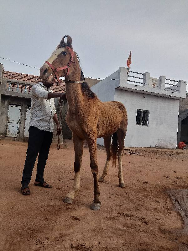વશેરી 15 મહિનાની