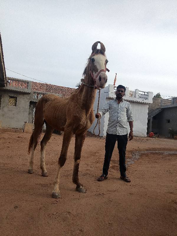 વશેરી 15 મહિનાની