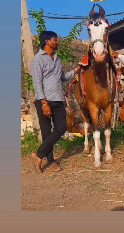 ઘોડી