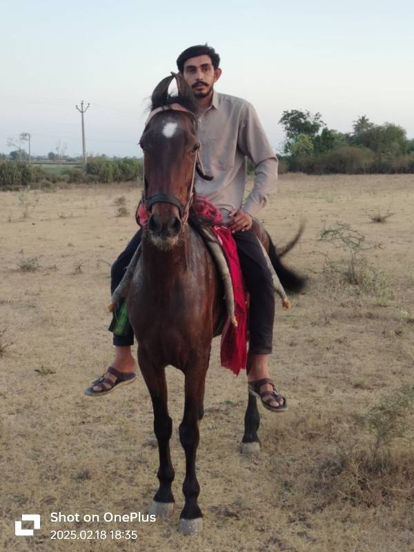 આ ઘોડી વેચવાની છે છાંટું પણ કરવાનું