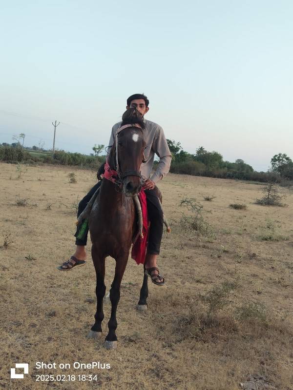 આ ઘોડી વેચવાની છે છાંટું પણ કરવાનું