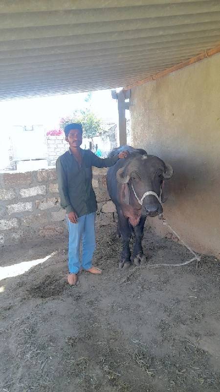 Nikava gram Taluk Alwar Jila Jamnag