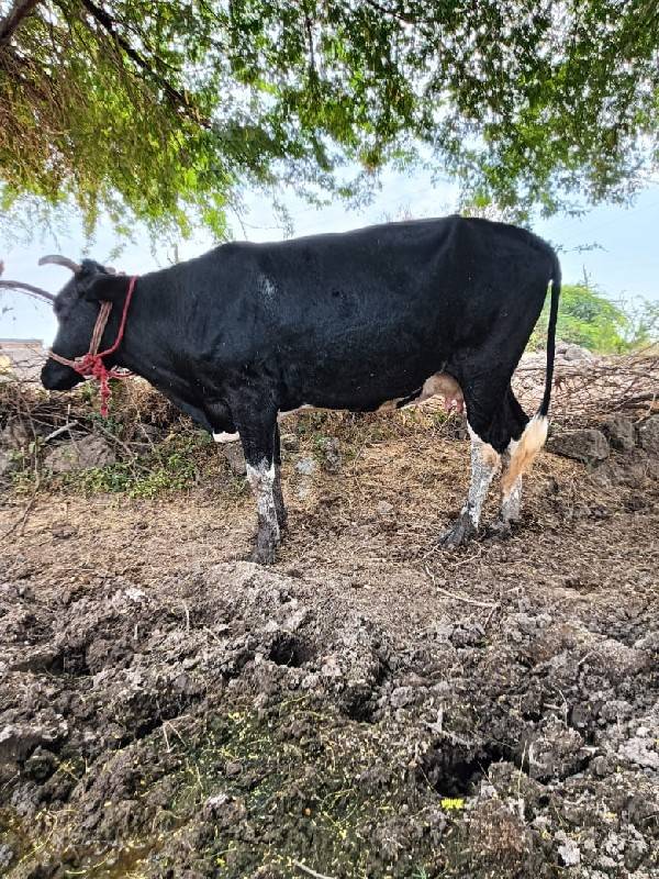જર્સી ગાય ના સાટા કરવાના છે