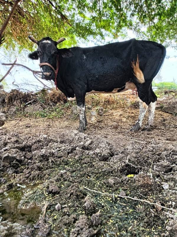 જર્સી ગાય ના સાટા કરવાના છે
