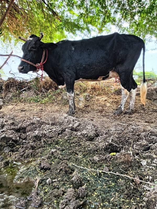 જર્સી ગાય ના સાટા કરવાના છે