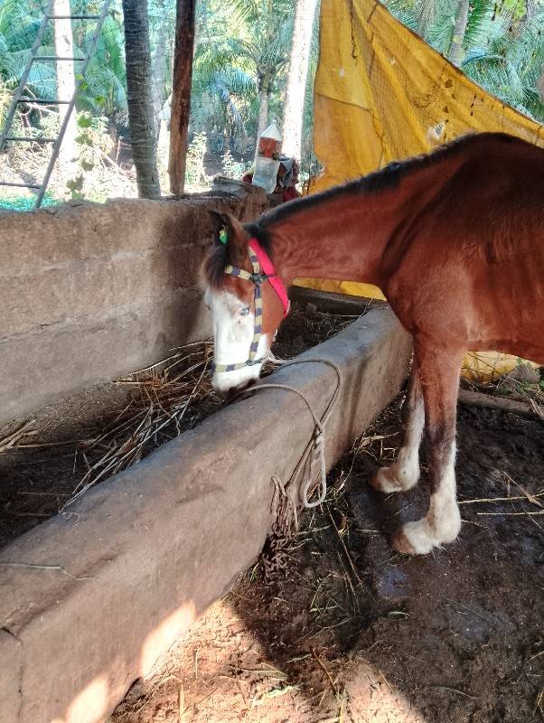 ઘોડી વેચવાની છે સોજી