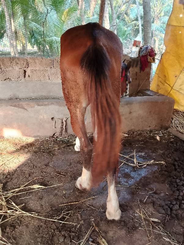 ઘોડી વેચવાની છે સોજી