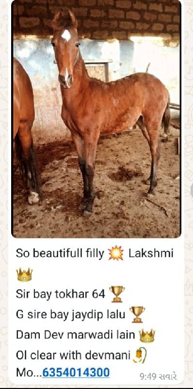 વશેરી વેચવાની છે 5 મહીના ની છે
