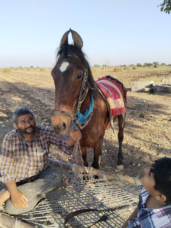 ઘોડી વેચવાની છે બાલ ભમરી ની ચોખી
