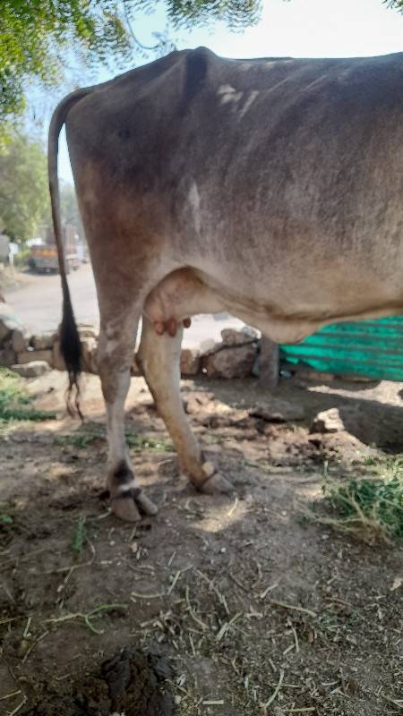 Shivani se Sata karvana acche
