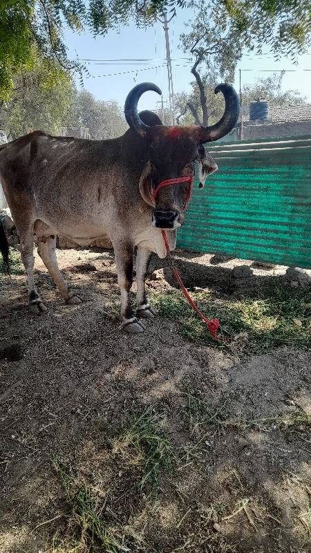 Shivani se Sata karvana acche