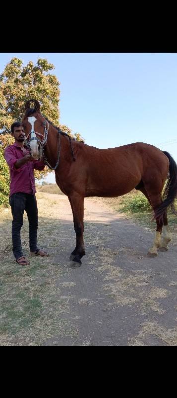 ઘોડો વેચવાનો છે