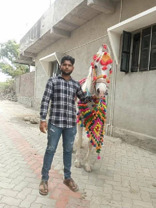 sanjab ghodi vesvani se