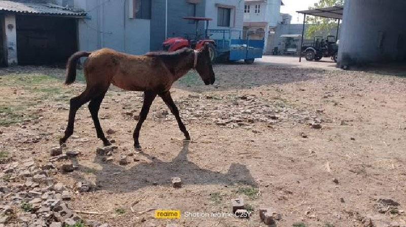 ઘોડી વેચવાની છે