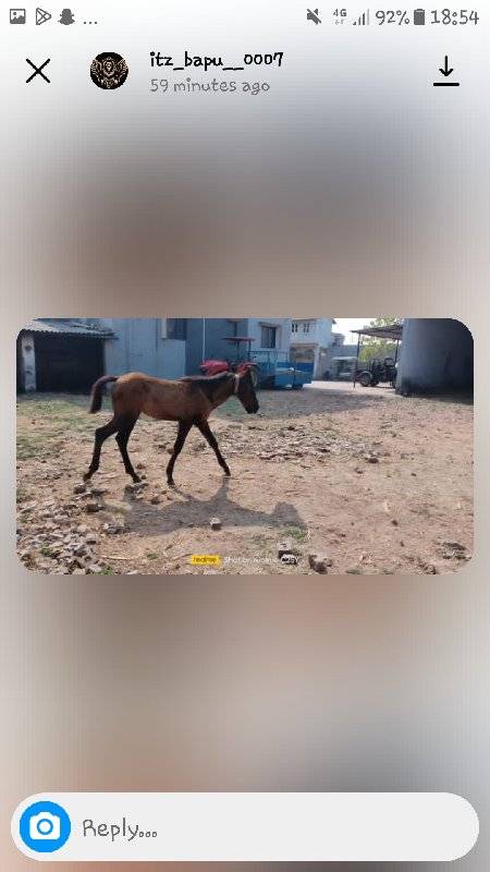 ઘોડી વેચવાની છે