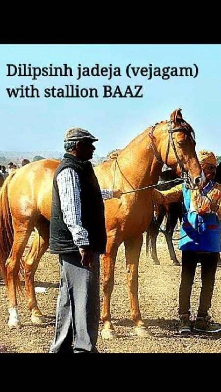 ઘોડો
