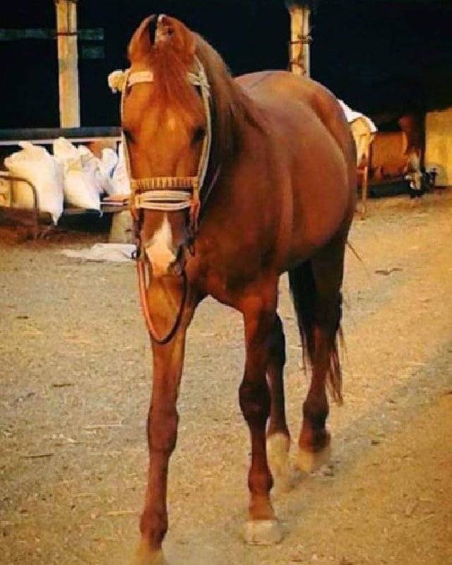 ઘોડો