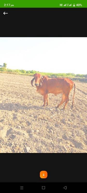 આ ગીર ઓડકી ના સાટા કરવાના છે