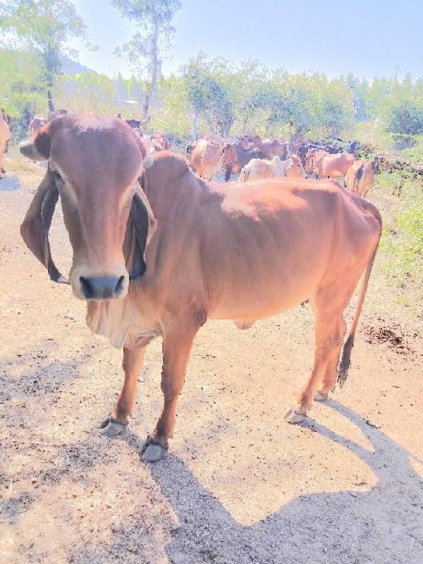 આ ગીર ઓડકી ના સાટા કરવાના છે