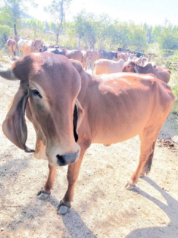 આ ગીર ઓડકી ના સાટા કરવાના છે