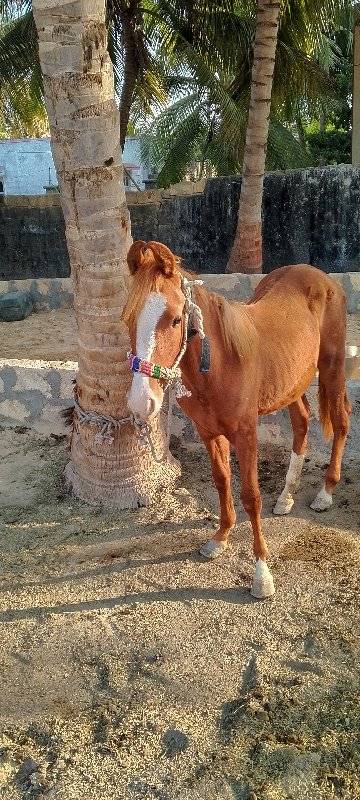 સાટા કરવાના છે 
સ
ધોડી  વસેરીસે