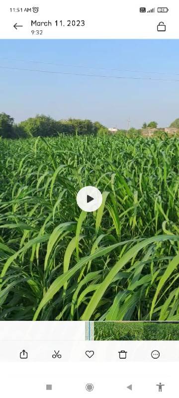 વાટ વારી જુવાર વેચવાની છે બી વેચ