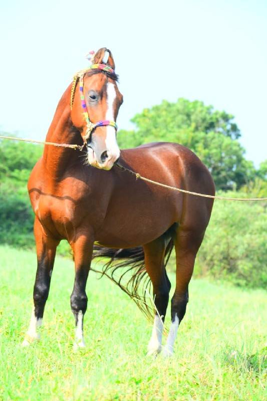 પ્યોર કાઠીયાવાડી વાળી ઘોડો
