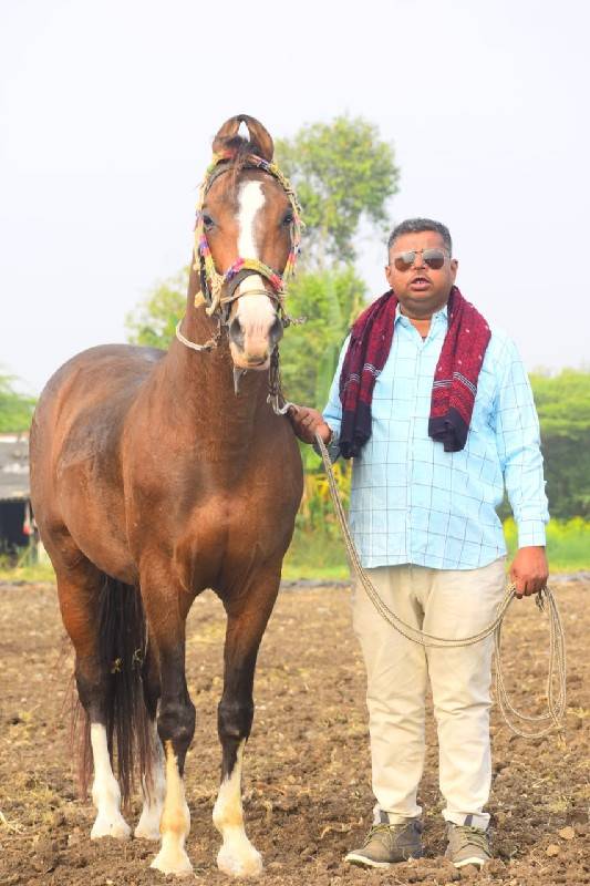 પ્યોર કાઠીયાવાડી વાળી ઘોડો