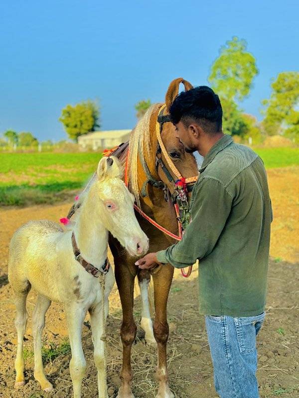 વછેરો વેચવાનો છે