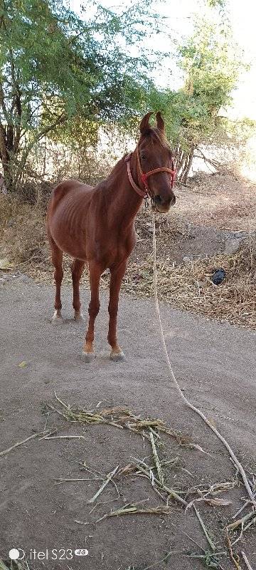 આ ઘોડી વેશવાની છે