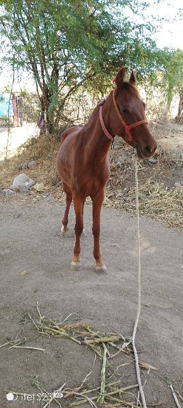 આ ઘોડી વેશવાની છે