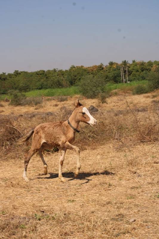 માં દીકરી બેય દેવા ના છે