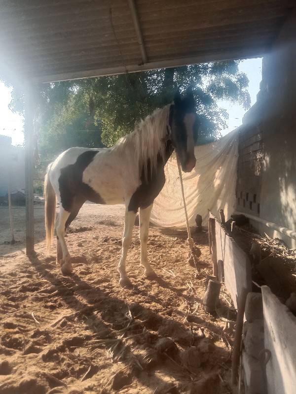 વછેરી વેચવા નિ છે