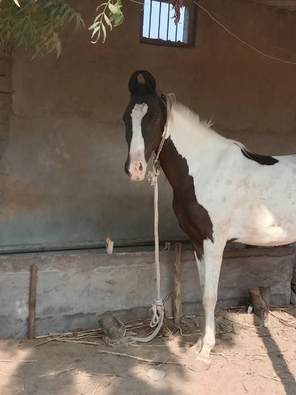 વછેરી વેચવા નિ છે