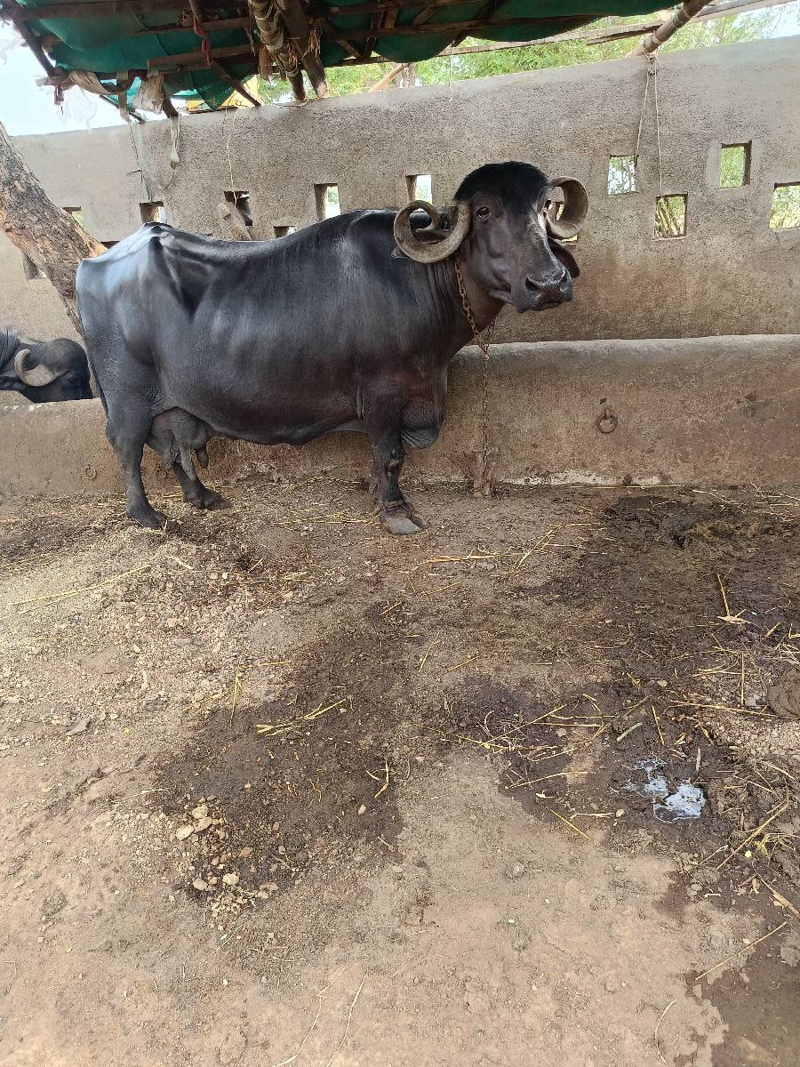 ભૅસ વૅસવાનીસૅ