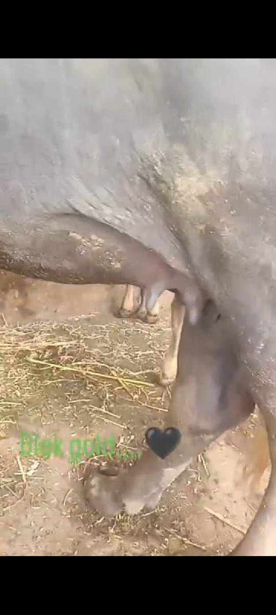 ઓરિજનલ