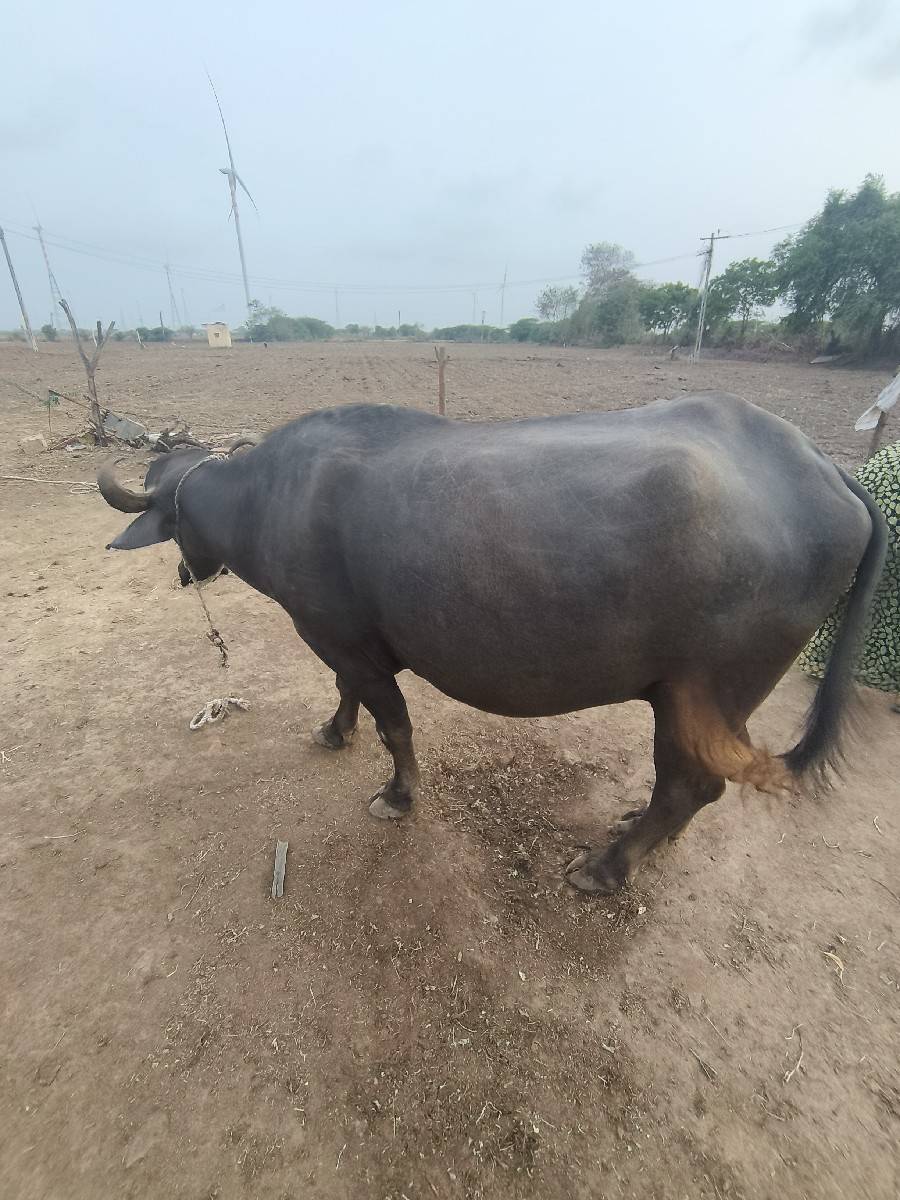 ભેંસ વેચવા ની છે