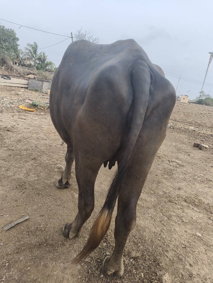 ભેંસ વેચવા ની છે