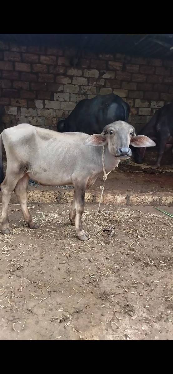 આ પાડી વેચવાની છે