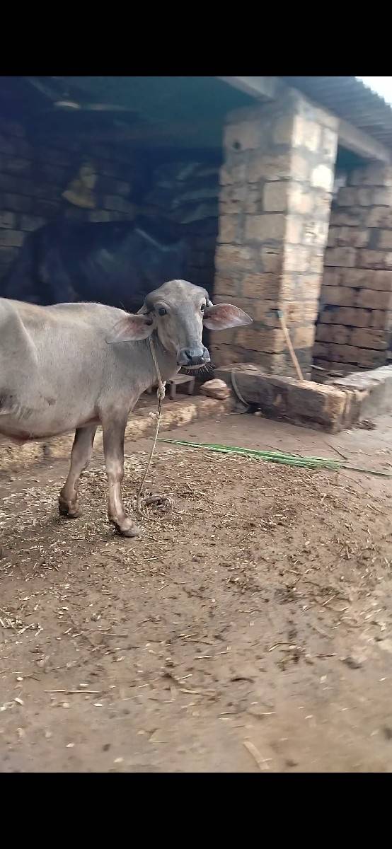 આ પાડી વેચવાની છે