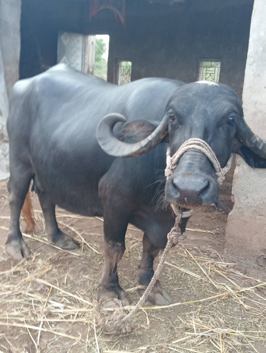 ભેંસ વેચવાની છે