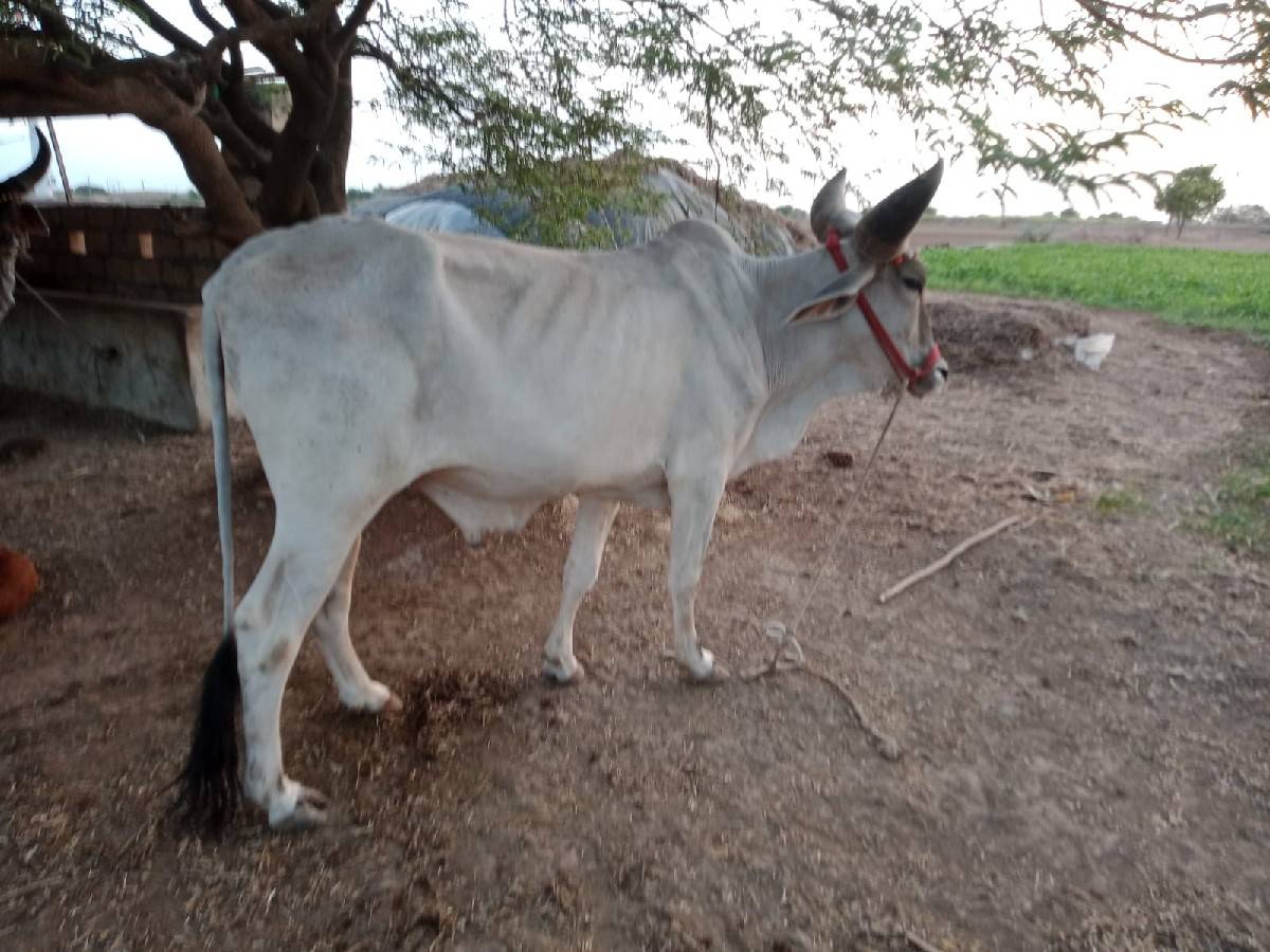 3પાડીવેચવાનીસે
