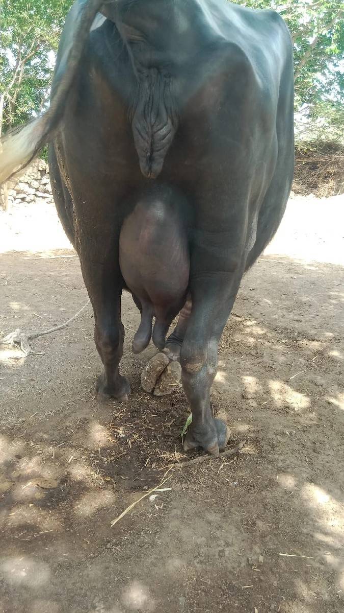 આ ભેંસ વેચવાની છે